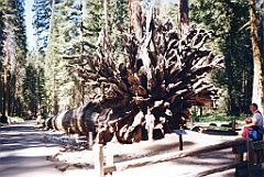 1997 - USA 187 (Sequoia National Park, CA)